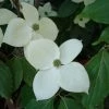 Cornus Eddie's White Wonder - Cornouiller Hybride. -Promesse Fleurs Boutique Cornus Eddie s White Wonder 83894 1