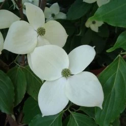 Cornus Eddie's White Wonder - Cornouiller Hybride.