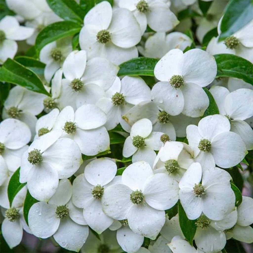 Cornus Angustata Empress Of China - Cornouiller Chinois 3 Cornus Angustata Empress Of China - Cornouiller Chinois