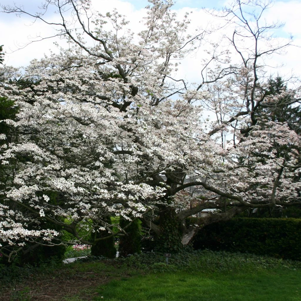 Cornus Florida - Cornouiller à Fleurs D'Amérique 3 Cornus Florida - Cornouiller à Fleurs D'Amérique