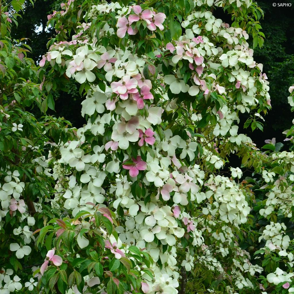 Cornus Hongkongensis Parc De Haute Bretagne - Cornouiller De Hong Kong à Fleurs Roses