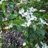 Cornus Kousa Cappuccino - Cornouiller Du Japon -Promesse Fleurs Boutique Cornus kousa Cappucino 85812 1