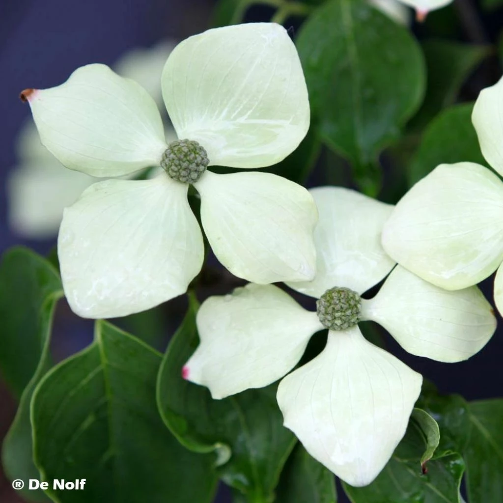 Cornus Kousa Schmetterling - Cornouiller Du Japon 3 Cornus Kousa Schmetterling - Cornouiller Du Japon