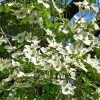 Cornus Ascona - Cornouiller à Fleurs -Promesse Fleurs Boutique Cornus nuttallii ld Stan Shebs 781582 1