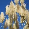 Cortaderia Selloana Sunningdale Silver -Promesse Fleurs Boutique Cortaderia selloana Sunningdale Silver 81126 1
