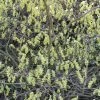 Corylopsis Spicata - Faux Noisetier -Promesse Fleurs Boutique Corylopsis spicata ld wallygrom 781583 1
