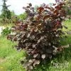 Corylus Avellana Rode Zellernoot - Noisetier Pourpre 2 Corylus Avellana Rode Zellernoot - Noisetier Pourpre -Promesse Fleurs Boutique Corylus avellana Rode Zellernoot 1000842 1 2