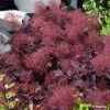 Cotinus Coggygria Dusky Maiden - Arbre à Perruques -Promesse Fleurs Boutique Cotinus coggygria Dusky Maiden 781666 1 1