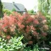 Cotinus Coggygria Red Spirit - Arbre à Perruque -Promesse Fleurs Boutique Cotinus coggygria Red Spirit 100085 1 1