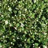 Cotoneaster Congestus