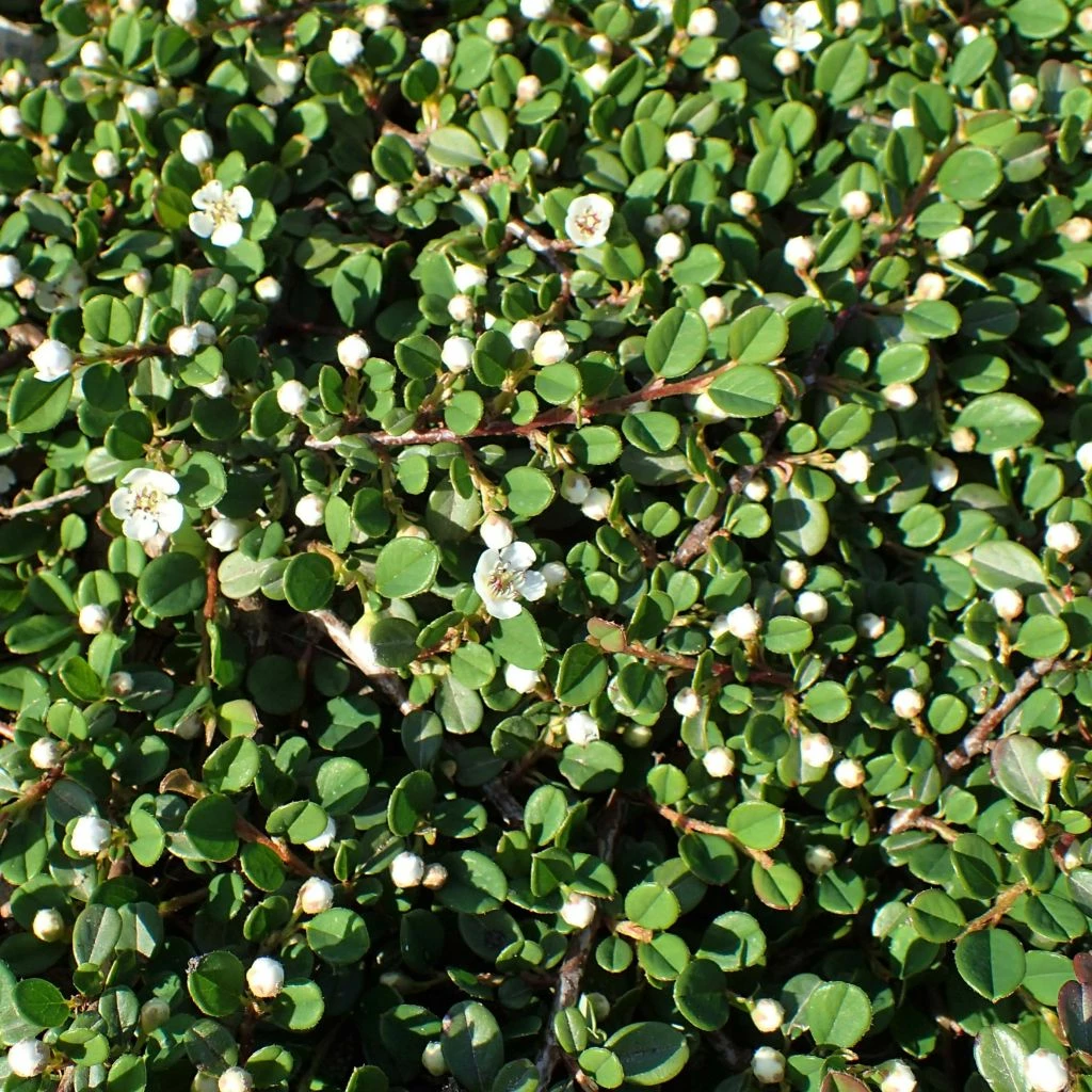 Cotoneaster Congestus 3 Cotoneaster Congestus