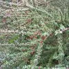 Cotoneaster Microphyllus - Cotonéaster à Petites Feuilles -Promesse Fleurs Boutique Cotoneaster microphyllus ld wallygrom 781587 1