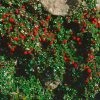 Cotoneaster Procumbens Streibs Findling - Cotonéaster Rampant 2 Cotoneaster Procumbens Streibs Findling - Cotonéaster Rampant -Promesse Fleurs Boutique Cotoneaster procumbens Streibs Findling 87474 1