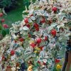Cotoneaster Suecicus Juliette -Promesse Fleurs Boutique Cotoneaster suecicus Juliette 87231 1