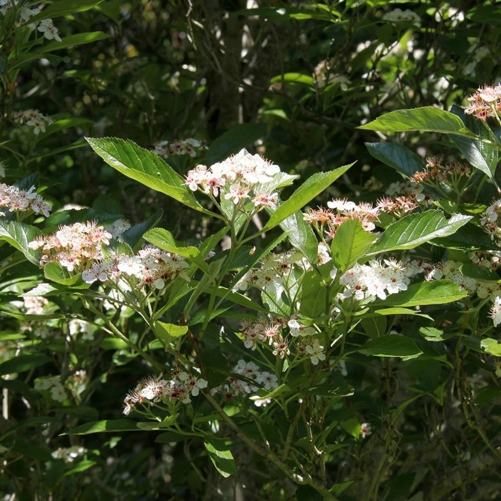 Crataegus Lavallei Carrierei - Aubépine 3 Crataegus Lavallei Carrierei - Aubépine