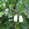 Crinodendron Patagua -Promesse Fleurs Boutique Crinodendron patagua 82650 1
