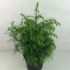 Cryptomeria Japonica Elegans Viridis