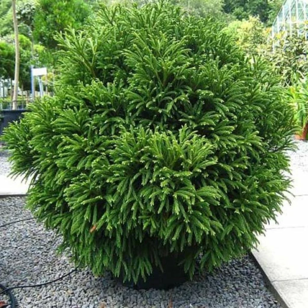 Cèdre Du Japon Globosa Nana - Cryptomeria Japonica 3 Cèdre Du Japon Globosa Nana - Cryptomeria Japonica
