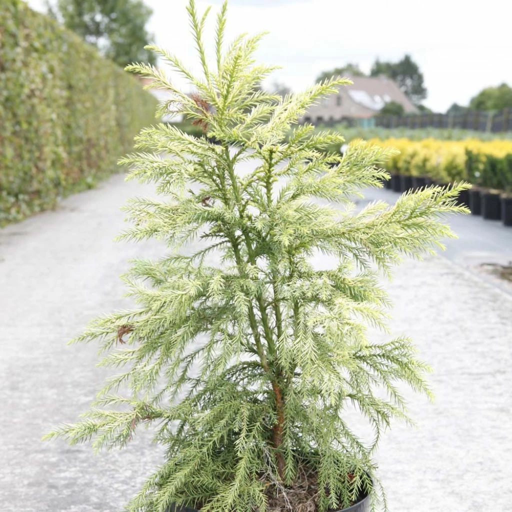 Cryptomeria Japonica Sekkan Sugi 3 Cryptomeria Japonica Sekkan Sugi