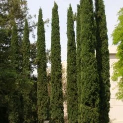 Cupressus Sempervirens Stricta - Cyprès D'Italie