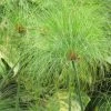Cyperus Papyrus - Papyrus -Promesse Fleurs Boutique Cyperus papyrus 83287 1