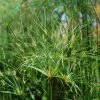 Cyperus Papyrus Cleopatra - Papyrus -Promesse Fleurs Boutique Cyperus papyrus Cleopatra 83288 1