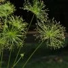 Cyperus Prolifer - Papyrus Nain