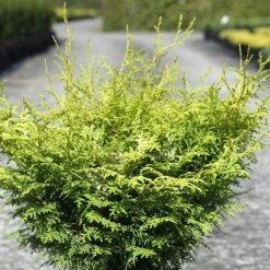 Cyprès Hinoki Du Japon - Chamaecyparis Obtusa Lucas