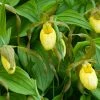 Cypripedium Kristi Lyn - Sabot De Vénus Hybride -Promesse Fleurs Boutique Cypripedium Kristi Lyn Sabot de Venus hybride copyright 173610 1