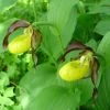 Cypripedium Calceolus - Sabot De Venus 1 Cypripedium Calceolus - Sabot De Venus -Promesse Fleurs Boutique Cypripedium calceolus ld urjsa 80044 1