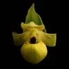 Cypripedium Flavum - Sabot De Vénus Jaune Pâle -Promesse Fleurs Boutique Cypripedium flavum 80352 1