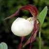 Cypripedium Kentuckiense - Sabot De Vénus Pourpre Et Ivoire 2 Cypripedium Kentuckiense - Sabot De Vénus Pourpre Et Ivoire -Promesse Fleurs Boutique Cypripedium kentuckiense 80351 1 1