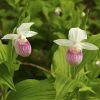 Cypripedium Reginae - Sabot De Venus -Promesse Fleurs Boutique Cypripedium reginae 8159 1