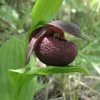 Cypripedium Smithii - Sabot De Vénus Rouge Pourpre 2 Cypripedium Smithii - Sabot De Vénus Rouge Pourpre -Promesse Fleurs Boutique Cypripedium smithii 80349 1