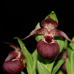 Cypripedium Tibeticum - Sabot De Vénus Rouge Pourpre