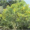 Genêt Ananas - Cytisus Battandieri -Promesse Fleurs Boutique Cytisus Battandieri 781928 1