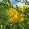 Genêt - Cytisus Golden Sunlight -Promesse Fleurs Boutique Cytisus Golden Sunlight 100090 1
