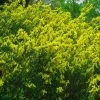 Cytisus Decumbens - Genêt Rampant 2 Cytisus Decumbens - Genêt Rampant -Promesse Fleurs Boutique Cytisus decumbens 84036 1