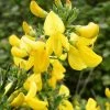 Genêt à Balais - Cytisus Scoparius Vanesse -Promesse Fleurs Boutique Cytisus scoparius Vanesse 100095 1