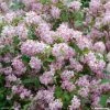 Deutzia Hybride Mont Rose - Deutzie 1 Deutzia Hybride Mont Rose - Deutzie -Promesse Fleurs Boutique DEUTZIA HYBRIDA MONT ROSE 781601 1