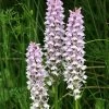 Dactylorhiza Fuchsii - Orchis De Fuchs -Promesse Fleurs Boutique Dactylorhiza fuchsii 8892 1 1