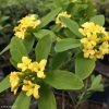 Daphne Gemmata Royal Crown 1 Daphne Gemmata Royal Crown -Promesse Fleurs Boutique Daphne gemmata Royal Crown 83541 1