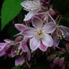 Deutzia Perle Rose - Deutzie -Promesse Fleurs Boutique Deutzia Perle Rose 7819 1