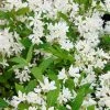 Deutzia Yuki Snowflake - Deutzie -Promesse Fleurs Boutique Deutzia Yuki Snowflake 84477 1