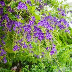 Duranta Repens Ou Erecta - Vanillier De Cayenne
