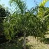Dypsis Plumosa - Palmier Plumeux 2 Dypsis Plumosa - Palmier Plumeux -Promesse Fleurs Boutique Dypsis plumosa 89853 1