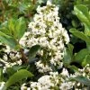 Escallonia Iveyi -Promesse Fleurs Boutique ESCALLONIA IVEYI 781610 1
