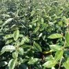 Elaeagnus Ebbingei Compacta - Chalef 1 Elaeagnus Ebbingei Compacta - Chalef -Promesse Fleurs Boutique Elaeagnus ebbingei Compacta 84055 1