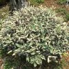 Elaeagnus Pungens Hosuba Fukurin - Chalef Panaché -Promesse Fleurs Boutique Elaeagnus pungens Hosuba Fukurin 781598 1