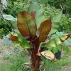 Ensete Ventricosum Maurelii - Bananier Rouge D'Abyssinie -Promesse Fleurs Boutique Ensete ventricosum Maurelii 83305 1